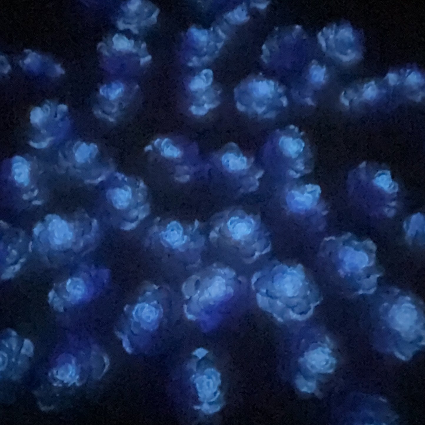 0 0今日新作 柔らかい薔薇-15ミリ 夜光効果(0402)