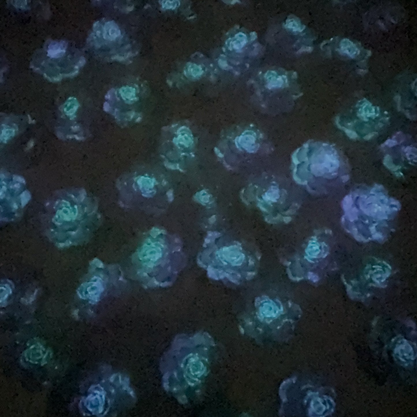 0 0今日新作 柔らかい薔薇-15ミリ 夜光効果(0402)