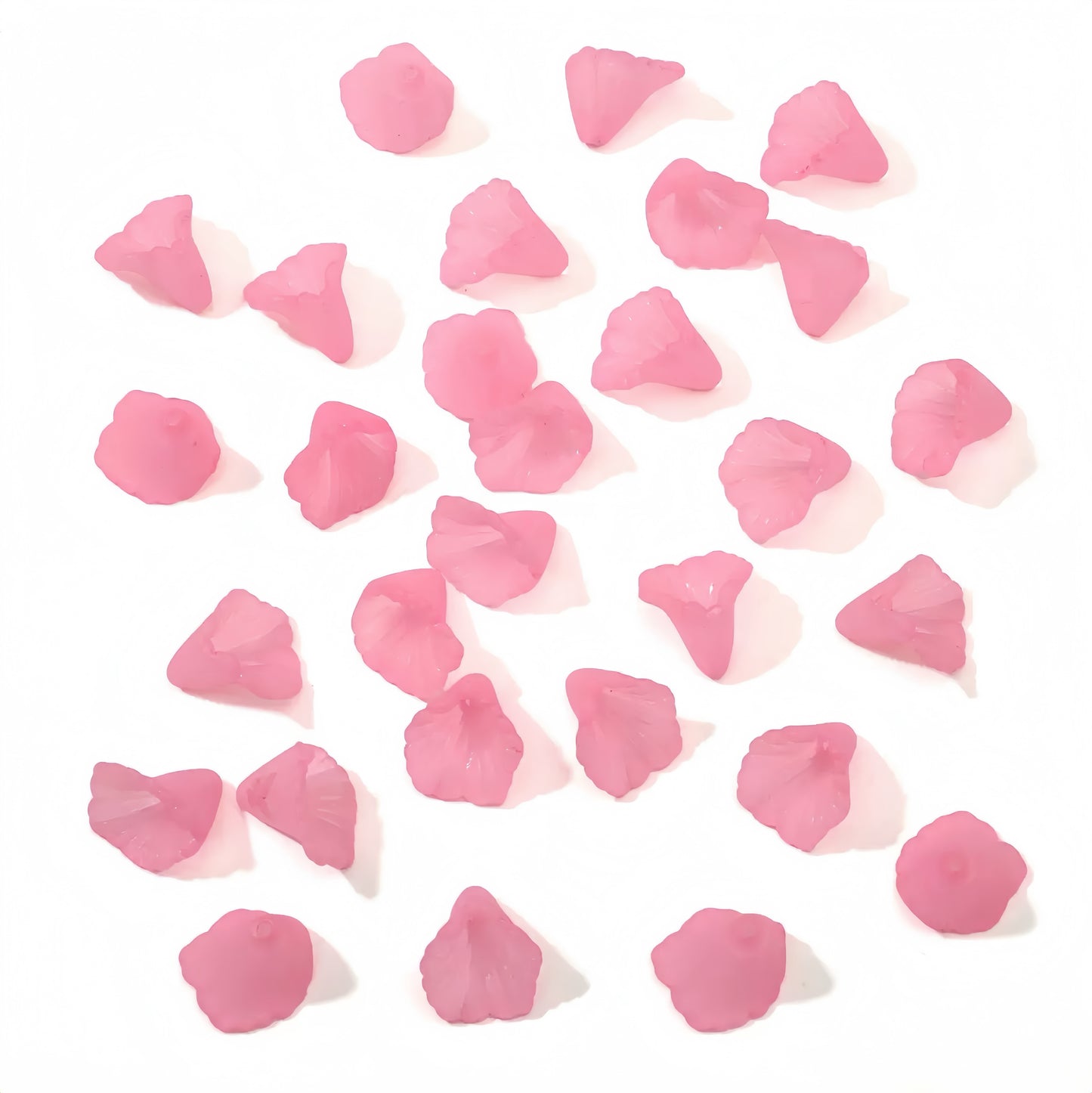 0 0今日新作 サンスベリア (0209)