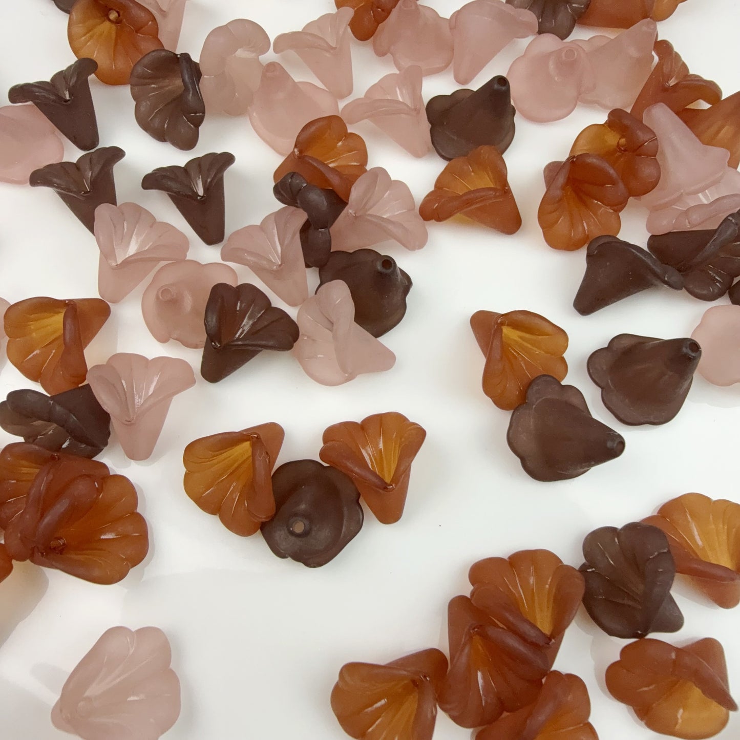 0 0今日新作 サンスベリア (0209)