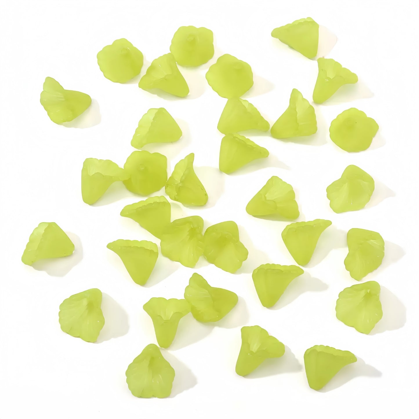 0 0今日新作 サンスベリア (0209)