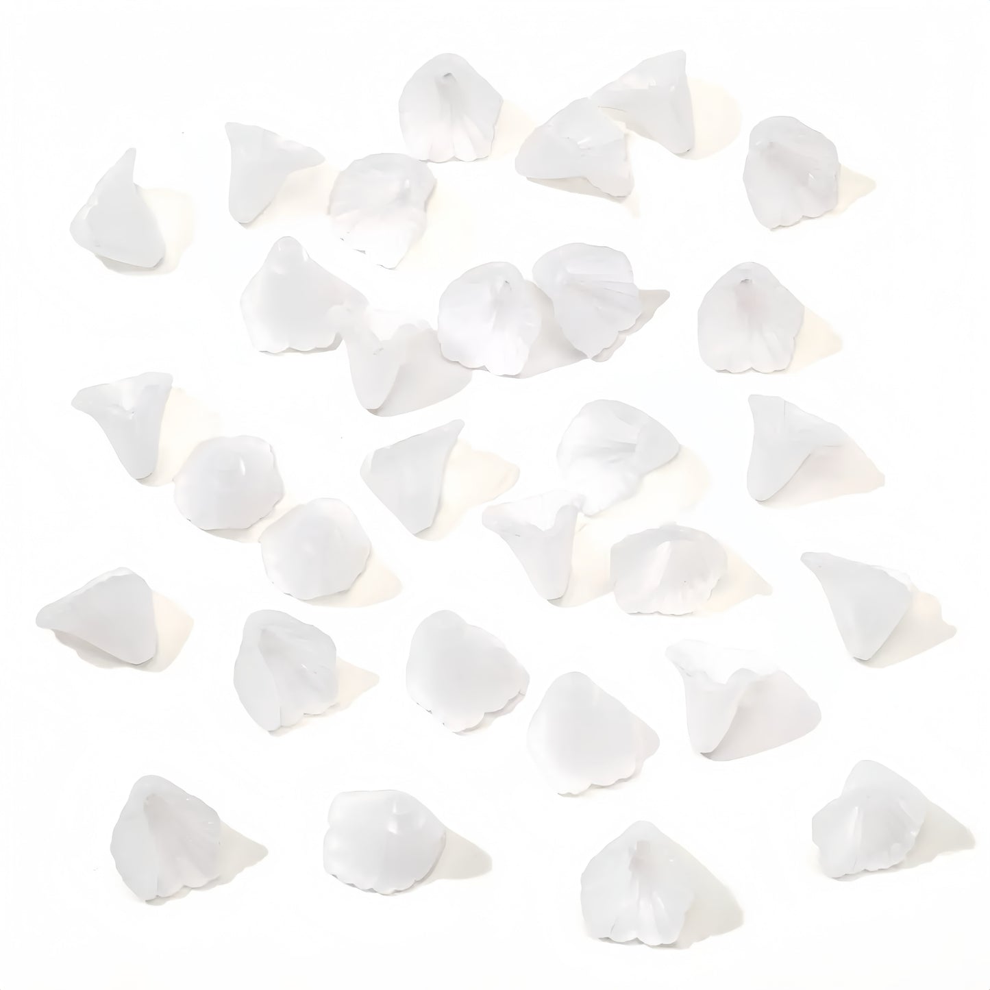 0 0今日新作 サンスベリア (0209)